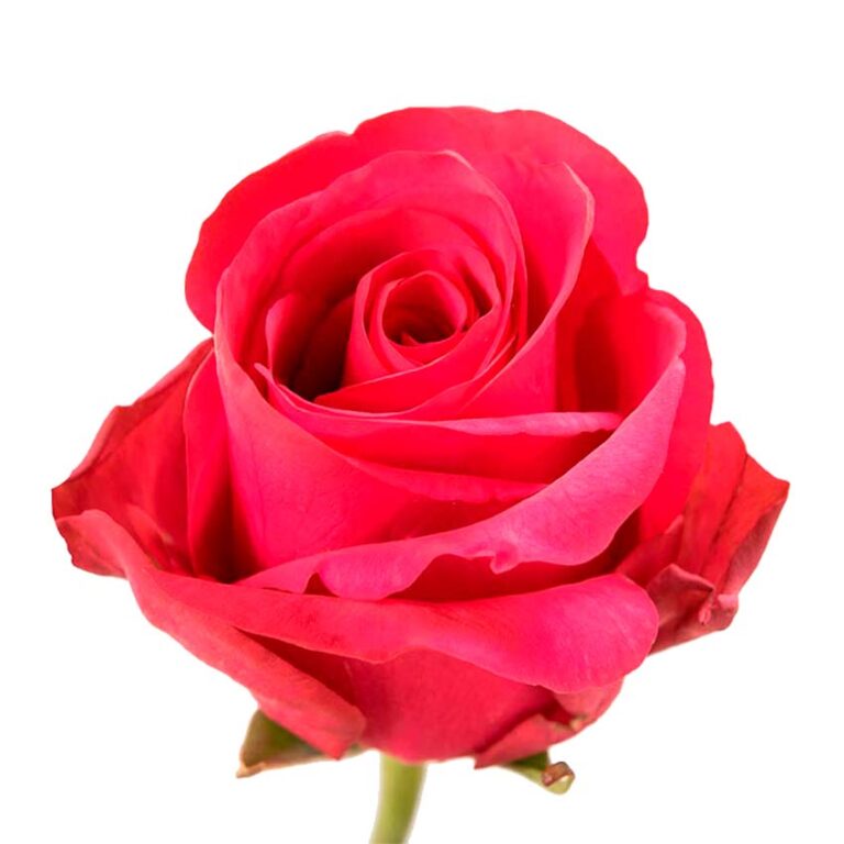 Hot explorer – Nevado Roses