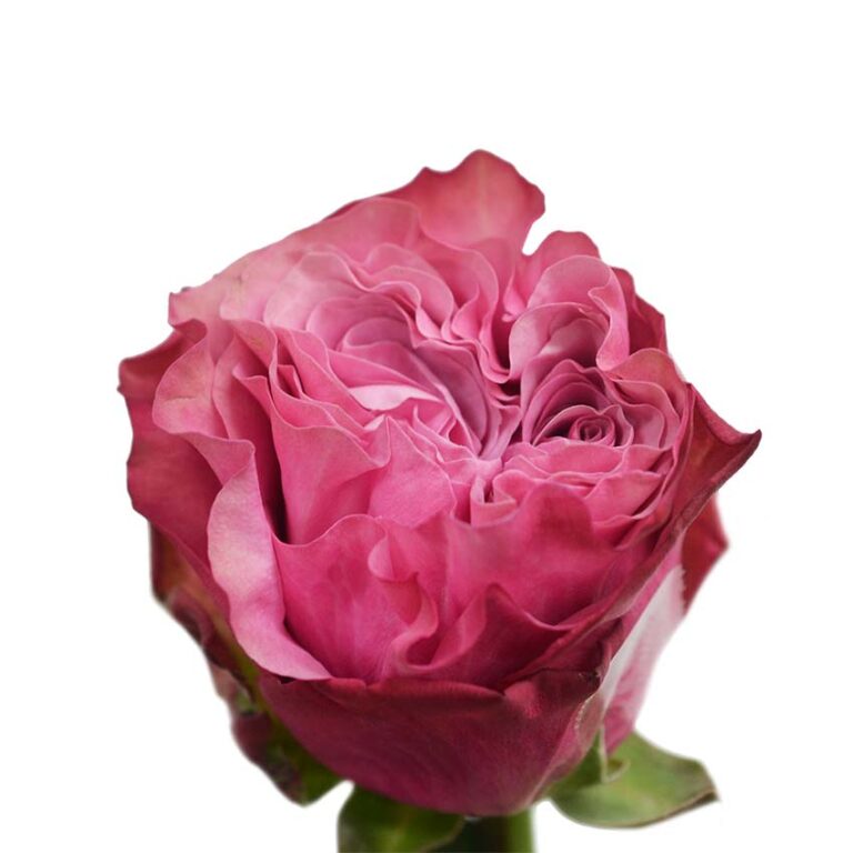 Country blues – NEOFARMS │Formerly Nevado Roses