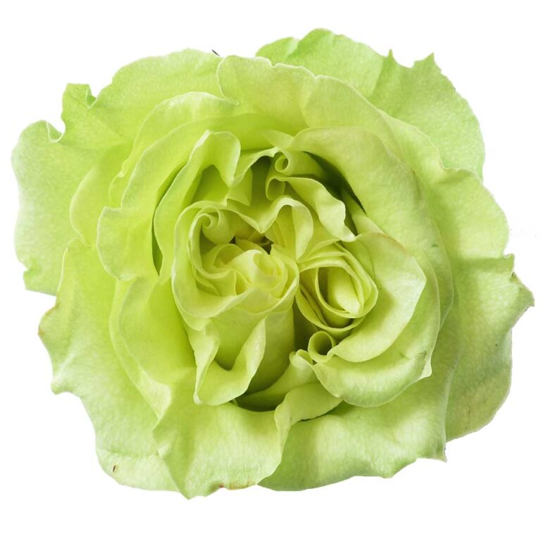 Lime x-pression – NEOFARMS │Formerly Nevado Roses