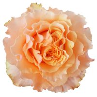 Campanella Peach