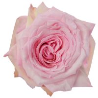 Pink O'Hara