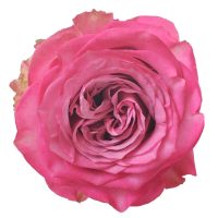 Queen`s Crown